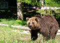 Ciao Nita, dolce orsa bruna. Un grande grazie al Parco d’Abruzzo