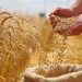 Gli agricoltori si mobilitano per difendere il grano italiano