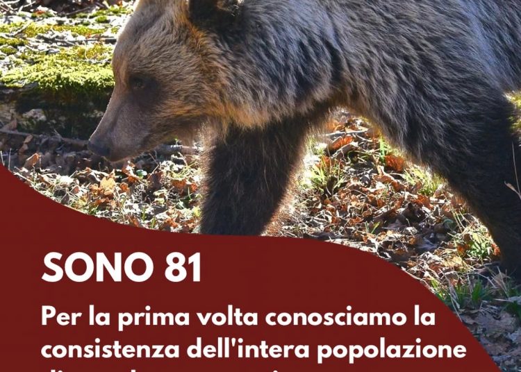 Biodiversità/ L’orso bruno marsicano è (quasi) salvo. Ma una stupida legge sulla caccia potrebbe annullare ogni sforzo