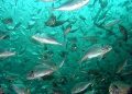 Caldo/ Il mare “bollente” distrugge il patrimonio ittico. A rischio cozze, vongole e pesce azzurro