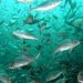 Caldo/ Il mare “bollente” distrugge il patrimonio ittico. A rischio cozze, vongole e pesce azzurro