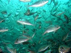 Caldo/ Il mare “bollente” distrugge il patrimonio ittico. A rischio cozze, vongole e pesce azzurro