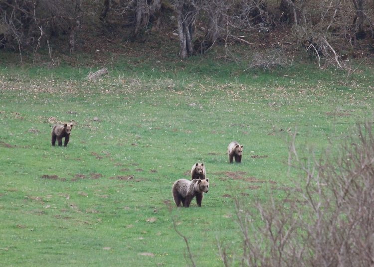 Nel Parco Nazionale d’Abruzzo censiti nuovi 16 cuccioli di orso bruno marsicano