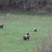 Nel Parco Nazionale d’Abruzzo censiti nuovi 16 cuccioli di orso bruno marsicano