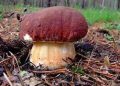 Caldo/ Foreste italiane asciutte e i funghi non crescono. L’allarme di Coldiretti