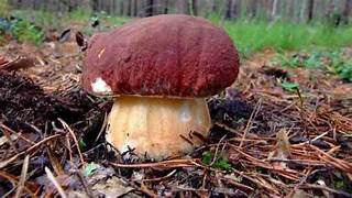 Caldo/ Foreste italiane asciutte e i funghi non crescono. L’allarme di Coldiretti